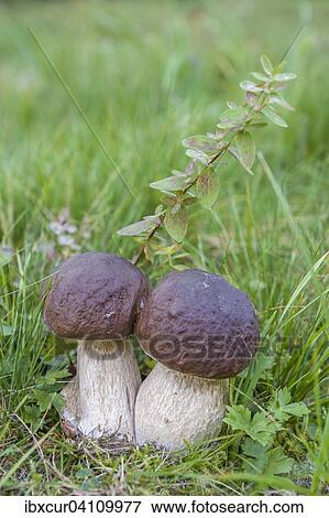 Penny bun mushrooms (Boletus edulis), Thuringia, Germany, Europe View Large Photo Image Stock Photo - Penny bun mushrooms (Boletus edulis), Thuringia, Germany, Europe. Fotosearch