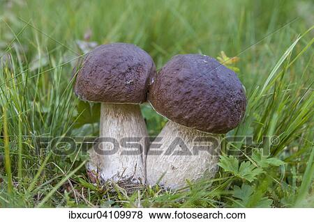 Stock Photo - Penny bun mushrooms (Boletus edulis), Thuringia, Germany, Europe. Fotosearch