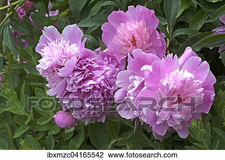 Peonies (Paeonia sp. ), Bavaria, Germany, Europe View Large Photo Image Stock Image - Peonies (Paeonia sp. ), Bavaria, Germany, Europe. Fotosearch