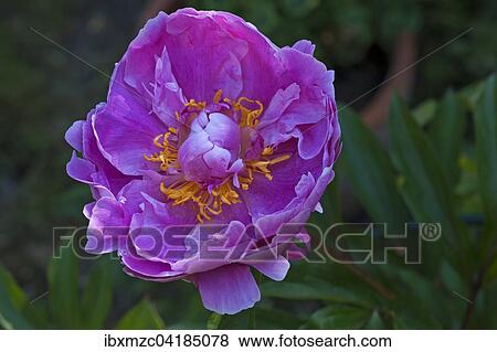 Peony flower (Paeonia sp. ), Bavaria, Germany, Europe View Large Photo Image Stock Photo - Peony flower (Paeonia sp. ), Bavaria, Germany, Europe. Fotosearch