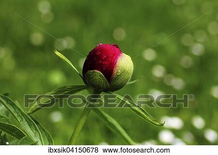 Peony (Paeonia), bud, Germany, Europe View Large Photo Image Stock Photo - Peony (Paeonia), bud, Germany, Europe. Fotosearch