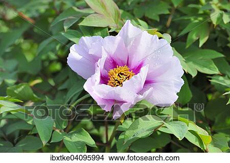 Picture - Peony (Paeonia) flower. Fotosearch