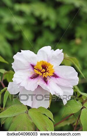 Peony (Paeonia) flower View Large Photo Image Stock Image - Peony (Paeonia) flower. Fotosearch