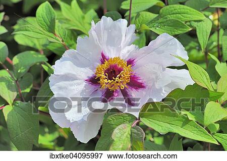 Peony (Paeonia) flower View Large Photo Image Stock Photo - Peony (Paeonia) flower. Fotosearch