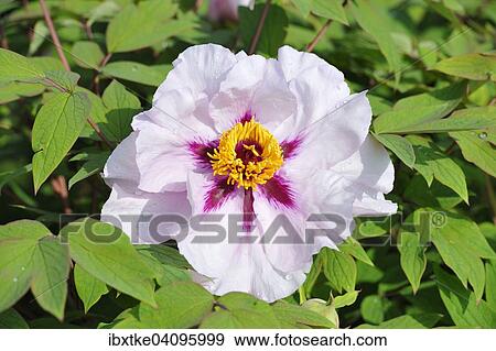 Peony (Paeonia) flower View Large Photo Image Stock Photo - Peony (Paeonia) flower. Fotosearch