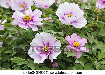 Peony (Paeonia) flower View Large Photo Image Stock Photo - Peony (Paeonia) flower. Fotosearch