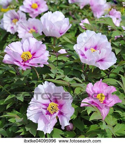 Stock Photograph - Peony (Paeonia) flower. Fotosearch