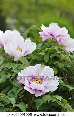 Peony (Paeonia) flower View Large Photo Image Stock Photography - Peony (Paeonia) flower. Fotosearch
