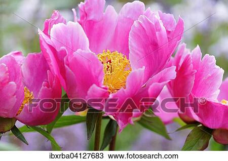 Peony (Paeonia), flowering pink, North Rhine-Westphalia Germany View Large Photo Image Stock Image - Peony (Paeonia), flowering pink, North Rhine-Westphalia Germany. Fotosearch