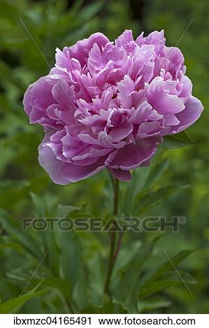 Stock Image - Peony (Paeonia sp. ), Bavaria, Germany, Europe. Fotosearch