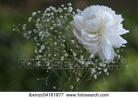 Peony (Paeonia sp. ) with baby's breath (Gypsophila paniculata) View Large Photo Image Stock Photo - Peony (Paeonia sp. ) with baby's breath (Gypsophila paniculata). Fotosearch