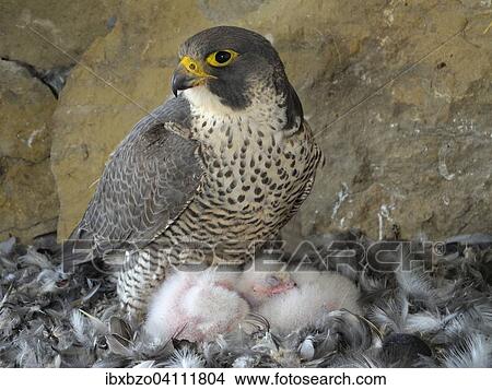 Peregrine Falcon (Falco peregrinus), adult female warming its chicks, City Church Esslingen, Baden-Wurttemberg, Germany, Europe View Large Photo Image Picture - Peregrine Falcon (Falco peregrinus), adult female warming its chicks, City Church Esslingen, Baden-Wurttemberg, Germany, Europe. Fotosearch