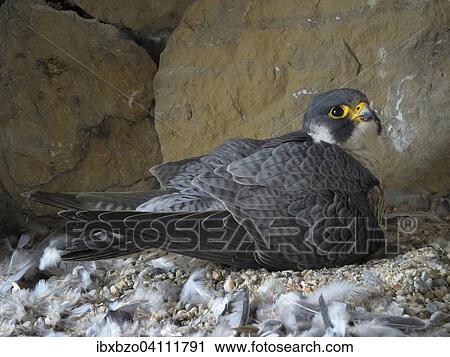 Peregrine Falcon (Falco peregrinus), adult female, warming her newly hatched offspring, City Church Esslingen, Baden-Wurttemberg, Germany, Europe View Large Photo Image Stock Image - Peregrine Falcon (Falco peregrinus), adult female, warming her newly hatched offspring, City Church Esslingen, Baden-Wurttemberg, Germany, Europe. Fotosearch