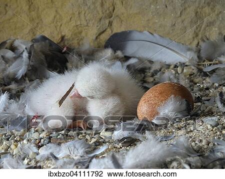 Peregrine Falcon (Falco peregrinus) chicks, a few days old, chicks sharing body warmth, City Church Esslingen, Baden-Wurttemberg, Germany, Europe View Large Photo Image Stock Image - Peregrine Falcon (Falco peregrinus) chicks, a few days old, chicks sharing body warmth, City Church Esslingen, Baden-Wurttemberg, Germany, Europe. Fotosearch