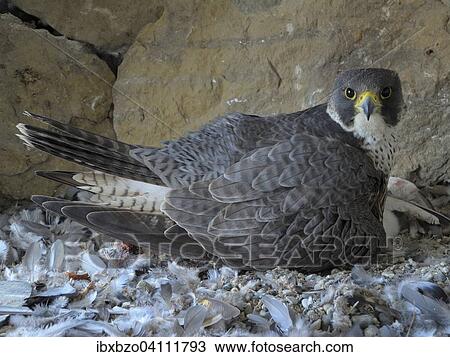 Peregrine Falcon (Falco peregrinus), adult female, warming her newly hatched offspring, City Church Esslingen, Baden-Wurttemberg, Germany, Europe View Large Photo Image Stock Image - Peregrine Falcon (Falco peregrinus), adult female, warming her newly hatched offspring, City Church Esslingen, Baden-Wurttemberg, Germany, Europe. Fotosearch