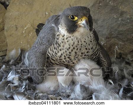 Peregrine Falcon (Falco peregrinus), adult female warming its chicks, City Church Esslingen, Baden-Wurttemberg, Germany, Europe View Large Photo Image Stock Image - Peregrine Falcon (Falco peregrinus), adult female warming its chicks, City Church Esslingen, Baden-Wurttemberg, Germany, Europe. Fotosearch