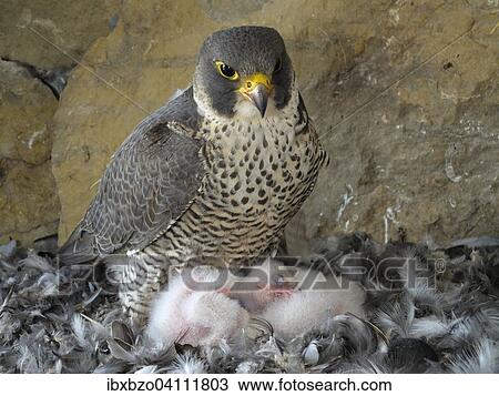 Peregrine Falcon (Falco peregrinus), adult female warming its chicks, City Church Esslingen, Baden-Wurttemberg, Germany, Europe View Large Photo Image Stock Image - Peregrine Falcon (Falco peregrinus), adult female warming its chicks, City Church Esslingen, Baden-Wurttemberg, Germany, Europe. Fotosearch