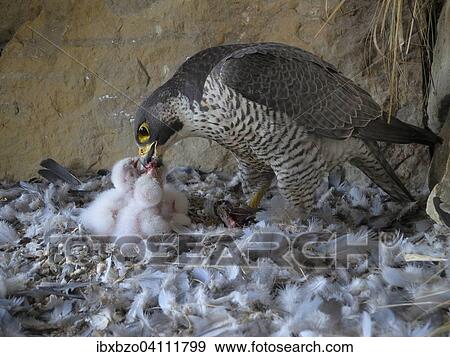 Peregrine Falcon (Falco peregrinus), adult female feeding its chicks, City Church Esslingen, Baden-Wurttemberg, Germany, Europe View Large Photo Image Stock Photo - Peregrine Falcon (Falco peregrinus), adult female feeding its chicks, City Church Esslingen, Baden-Wurttemberg, Germany, Europe. Fotosearch