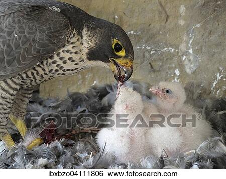 Peregrine Falcon (Falco peregrinus), adult female feeding its chicks, City Church Esslingen, Baden-Wurttemberg, Germany, Europe View Large Photo Image Stock Photograph - Peregrine Falcon (Falco peregrinus), adult female feeding its chicks, City Church Esslingen, Baden-Wurttemberg, Germany, Europe. Fotosearch