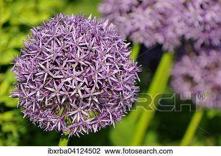 Stock Image - Persian Onion or Star of Persia (Allium cristophii), North Rhine-Westphalia, Germany, Europe. Fotosearch