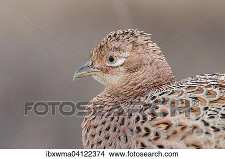 Pheasant (Phasianus colchicus), female, Texel, The Netherlands, Europe View Large Photo Image Picture - Pheasant (Phasianus colchicus), female, Texel, The Netherlands, Europe. Fotosearch