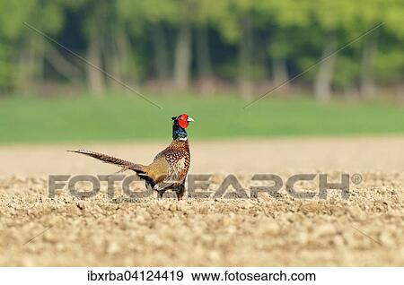 Pheasant (Phasianus colchicus) in a field, North Rhine-Westphalia, Germany, Europe View Large Photo Image Stock Photo - Pheasant (Phasianus colchicus) in a field, North Rhine-Westphalia, Germany, Europe. Fotosearch