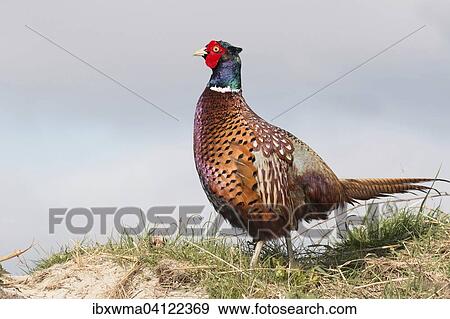 Pheasant (Phasianus colchicus), Texel, The Netherlands, Europe View Large Photo Image Stock Photo - Pheasant (Phasianus colchicus), Texel, The Netherlands, Europe. Fotosearch