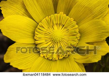 Pheasant's Eye (Adonis vernalis), Bavaria, Germany, Europe View Large Photo Image Picture - Pheasant's Eye (Adonis vernalis), Bavaria, Germany, Europe. Fotosearch