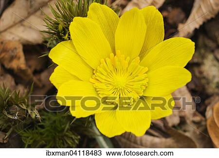 Stock Image - Pheasant's Eye (Adonis vernalis), Bavaria, Germany, Europe. Fotosearch