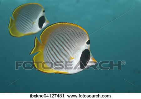 Stock Image - Philippine Butterflyfish (Chaetodon adiergastos), two, Bali, Indonesia, Asia. Fotosearch