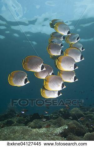Philippine Butterflyfish (Chaetodon adiergastos), Bali, Indonesia, Asia View Large Photo Image Stock Photography - Philippine Butterflyfish (Chaetodon adiergastos), Bali, Indonesia, Asia. Fotosearch