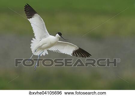 Pied avocet (Recurvirostra avosetta) in flight, Texel, The Netherlands, Europe View Large Photo Image Stock Photograph - Pied avocet (Recurvirostra avosetta) in flight, Texel, The Netherlands, Europe. Fotosearch