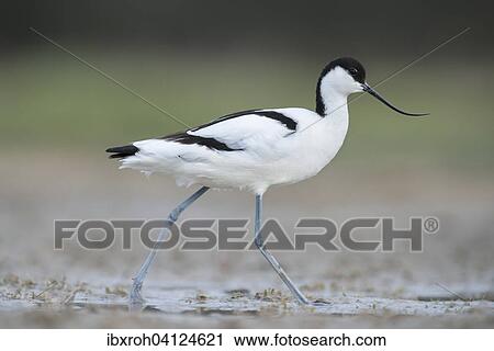 Stock Image - Pied Avocet (Recurvirostra avosetta), Lake Neusiedl National Park, Burgenland, Austria, Europe. Fotosearch