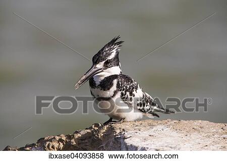 Stock Photo - Pied Kingfisher (Ceryle rudis) sitting on wall, Djoudj National Park, Senegal, Africa. Fotosearch