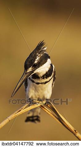 Pied Kingfisher (Ceryle rudis), perching at the bank of the Chobe River, Chobe National Park, Botswana, Africa View Large Photo Image Stock Image - Pied Kingfisher (Ceryle rudis), perching at the bank of the Chobe River, Chobe National Park, Botswana, Africa. Fotosearch