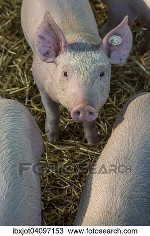 Piglet in a stable View Large Photo Image Stock Image - Piglet in a stable. Fotosearch