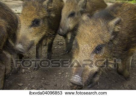 Stock Image - Piglets, Wild Boars (Sus scrofa), Arnsberg Forest, North Rhine-Westphalia, Germany, Europe. Fotosearch