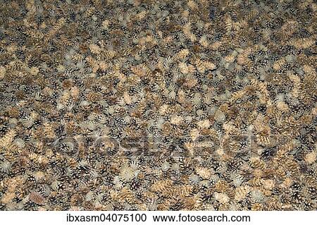 Pine cones View Large Photo Image Stock Image - Pine cones. Fotosearch