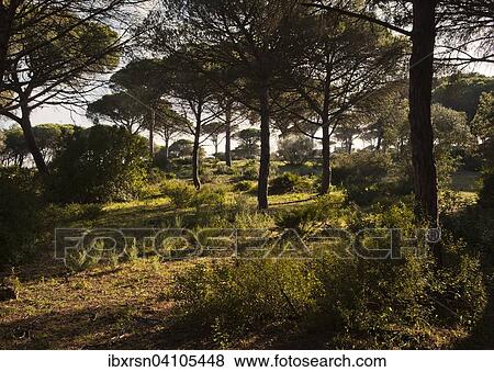 Pine forest, Parque Natural de La Brena y Marismas el Barbate, Andalucia, Spain, Europe View Large Photo Image Stock Photo - Pine forest, Parque Natural de La Brena y Marismas el Barbate, Andalucia, Spain, Europe. Fotosearch