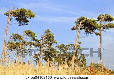 Stock Image - Pine (Pinus sylvestris), windswept tree on the western beach, Baltic Sea, Darss, Western Pomerania Lagoon Area National Park, Mecklenburg-Western Pomerania, Germany, Europe. Fotosearch
