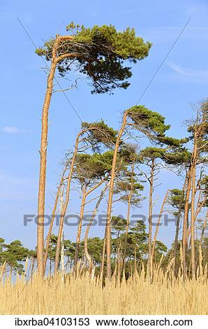 Pine (Pinus sylvestris), windswept tree on the western beach, Baltic Sea, Darss, Western Pomerania Lagoon Area National Park, Mecklenburg-Western Pomerania, Germany, Europe View Large Photo Image Stock Image - Pine (Pinus sylvestris), windswept tree on the western beach, Baltic Sea, Darss, Western Pomerania Lagoon Area National Park, Mecklenburg-Western Pomerania, Germany, Europe. Fotosearch