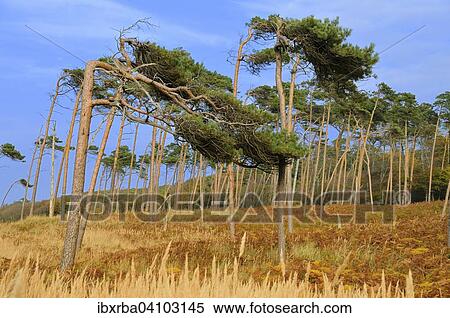 Pine (Pinus sylvestris), windswept tree on the western beach, Baltic Sea, Darss, Western Pomerania Lagoon Area National Park, Mecklenburg-Western Pomerania, Germany, Europe View Large Photo Image Stock Photography - Pine (Pinus sylvestris), windswept tree on the western beach, Baltic Sea, Darss, Western Pomerania Lagoon Area National Park, Mecklenburg-Western Pomerania, Germany, Europe. Fotosearch