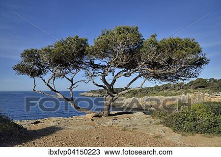 Pine tree, near Cala Pi, Majorca, Balearic Islands, Spain, Europe View Large Photo Image Stock Image - Pine tree, near Cala Pi, Majorca, Balearic Islands, Spain, Europe. Fotosearch