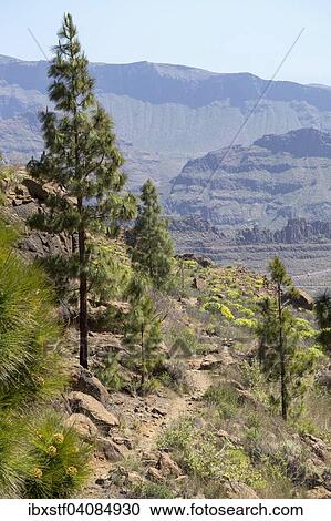 Pines along the trail, mountain landscape of Monte Leon, Gran Canaria, Canary Islands, Spain, Europe View Large Photo Image Stock Image - Pines along the trail, mountain landscape of Monte Leon, Gran Canaria, Canary Islands, Spain, Europe. Fotosearch