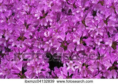 Pink Azalea flowers (Azalea), Bavaria, Germany, Europe View Large Photo Image Stock Photo - Pink Azalea flowers (Azalea), Bavaria, Germany, Europe. Fotosearch