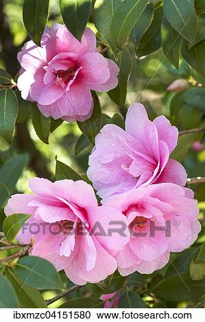 Pink Camellia blossoms (Camellia japonica), municipal park Lahr, Baden-Wurttemberg, Germany, Europe View Large Photo Image Stock Image - Pink Camellia blossoms (Camellia japonica), municipal park Lahr, Baden-Wurttemberg, Germany, Europe. Fotosearch