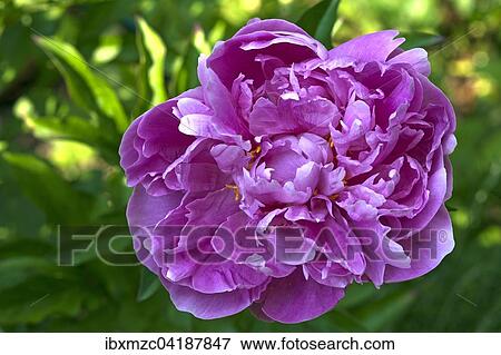 Pink flower of a Peony (Paeonia), Bavaria, Germany, Europe View Large Photo Image Stock Photo - Pink flower of a Peony (Paeonia), Bavaria, Germany, Europe. Fotosearch