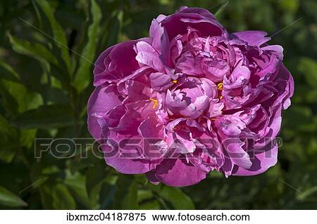 Stock Photography - Pink flower of a Peony (Paeonia), Bavaria, Germany, Europe. Fotosearch