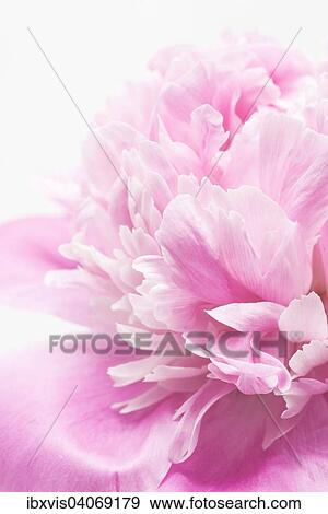 Pink Peony flower, close up View Large Photo Image Stock Photo - Pink Peony flower, close up. Fotosearch