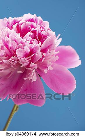 Pink Peony flower View Large Photo Image Picture - Pink Peony flower. Fotosearch